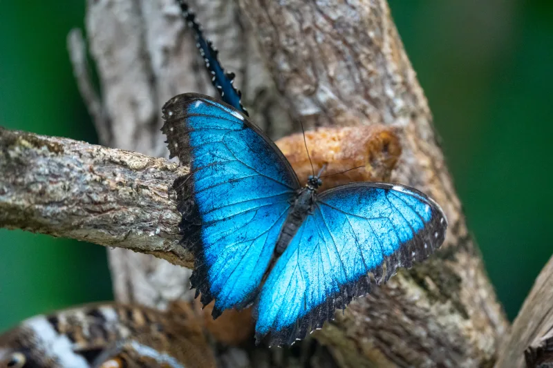 Photograph from the album “ANIMALS”, taken with SONY Alpha 7C2