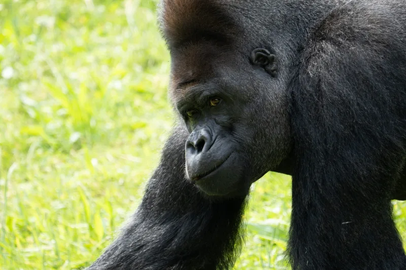 Photograph from the album “ANIMALS”, taken with SONY Alpha 7C2
