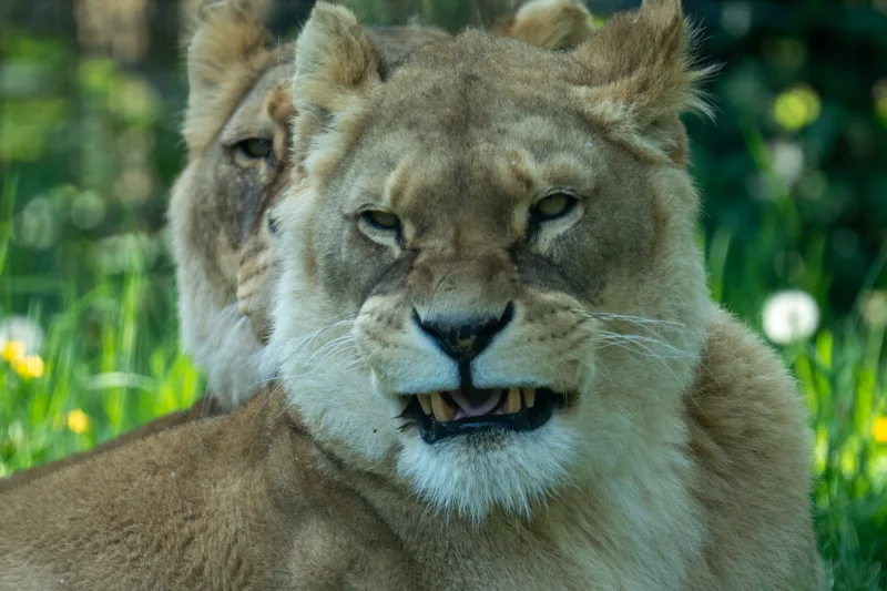 Photograph from the album “ANIMALS”, taken with SONY Alpha 7C2