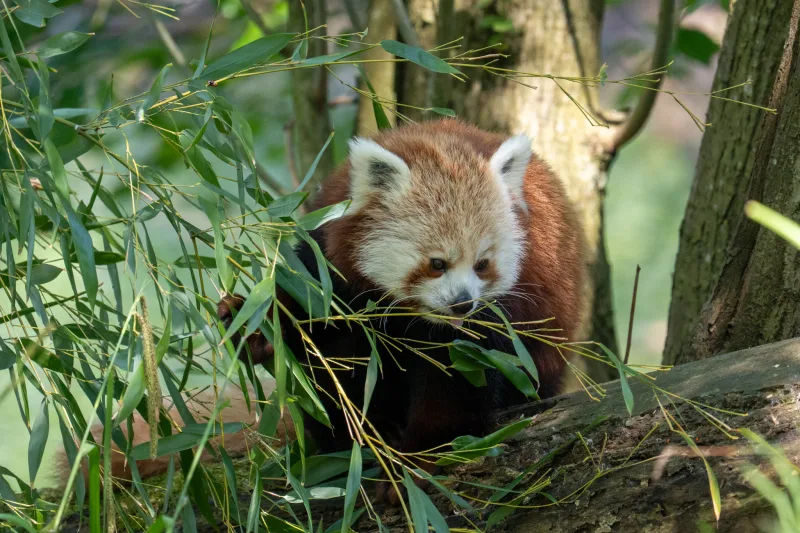 Fotografie von CHRISTIAN BREHMEN, aufgenommen mit SONY Alpha 7C2