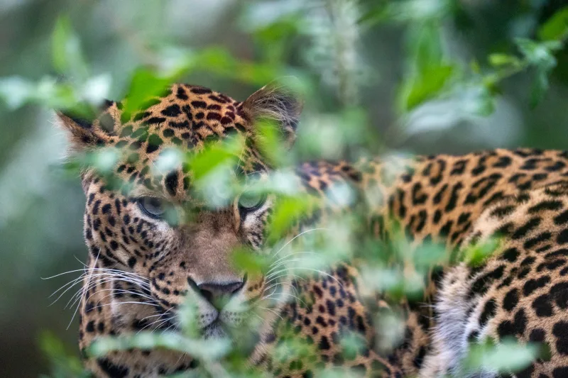 Photograph by CHRISTIAN BREHMEN, taken with SONY Alpha 7C2