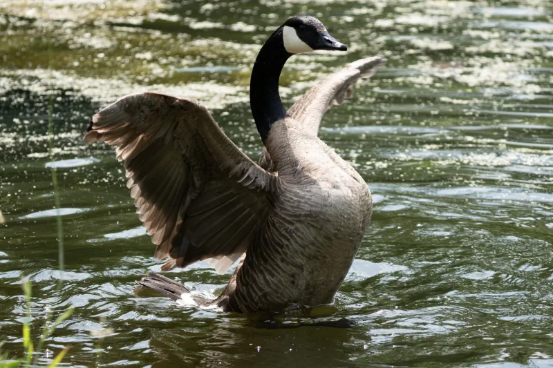 Photograph by CHRISTIAN BREHMEN, taken with SONY Alpha 7C2