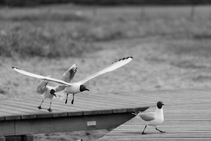 Fotografie Highlight