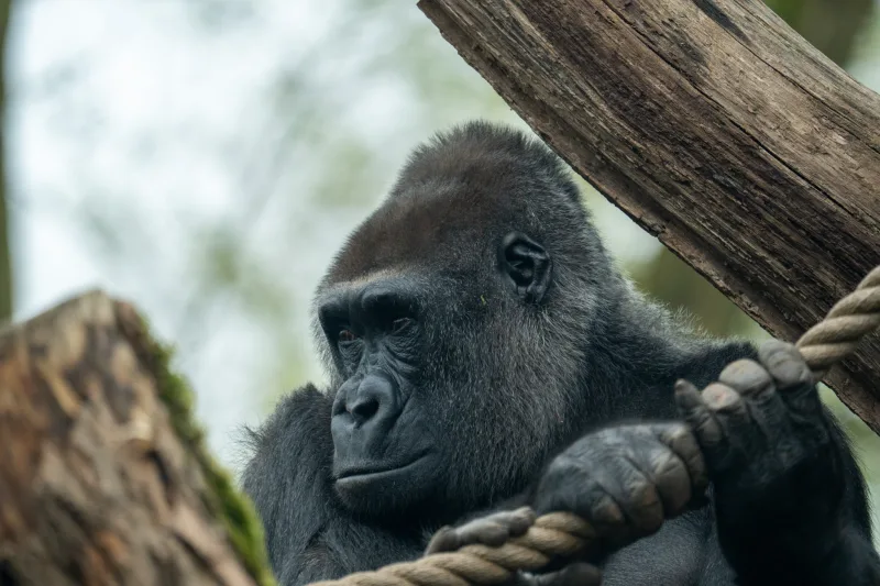 Photograph from the album “ANIMALS”, taken with SONY Alpha 7C2