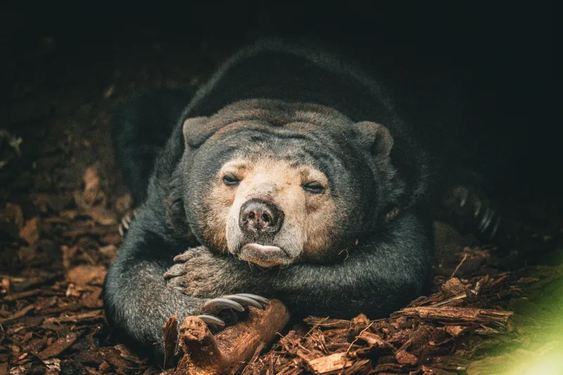 Photograph from the album “ANIMALS”, taken with SONY Alpha 7C2