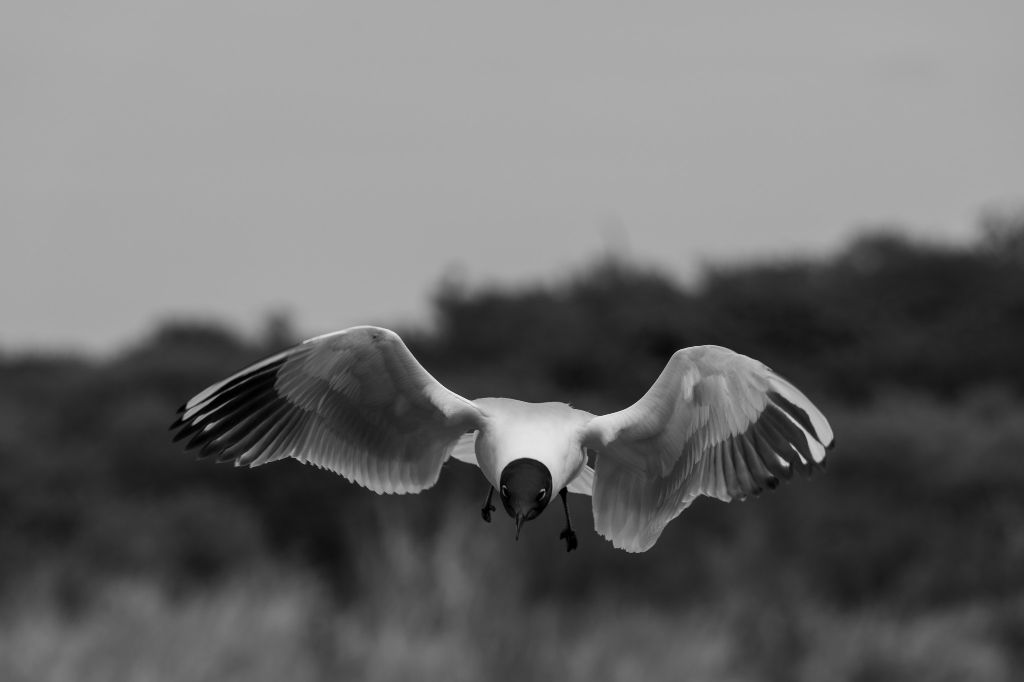 Portfolio Image